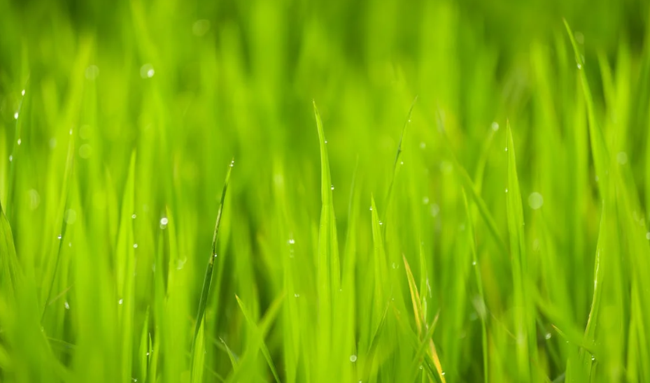 Why Households Enjoy More Value With Artificial Grass Designs